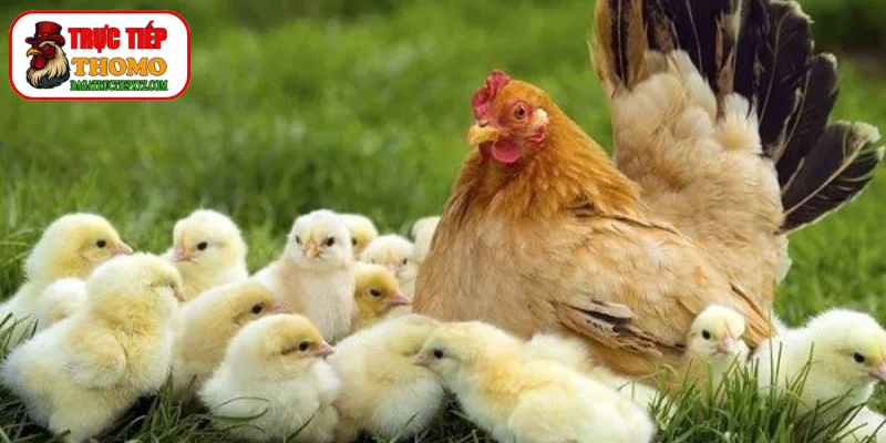Kỹ thuật chọn giống gà qua dáng đứng