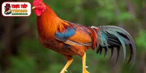 Kỹ thuật chữa tang cho gà