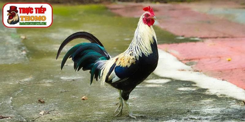 Kỹ thuật chữa tang cho gà từ sư kê