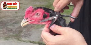 Kỹ thuật tỉa lông gà chọi
