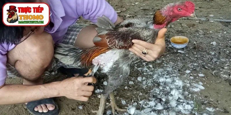 Kỹ thuật tỉa lông gà chọi ở từng vị trí