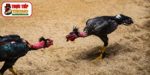 Kỹ thuật xả nghệ phục hồi sau khi đá về
