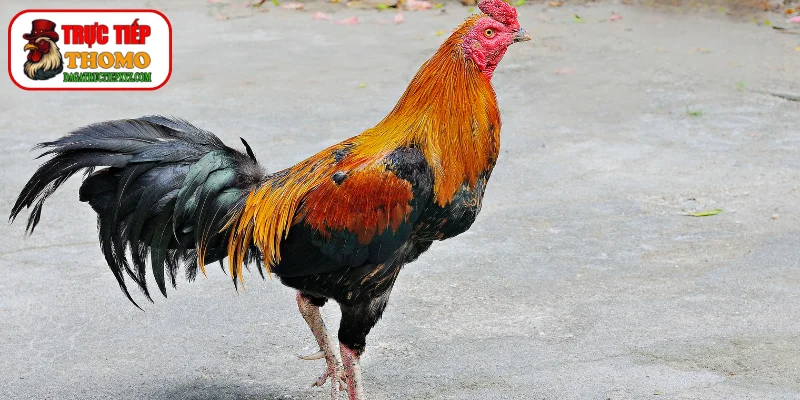 Kỹ thuật xả nghệ phục hồi sau khi đá về chuẩn