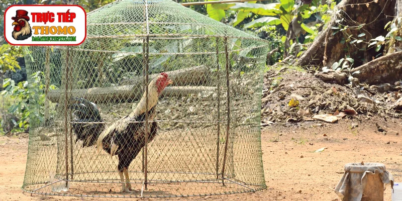 Phương pháp chạy lồng giúp tăng phản xạ