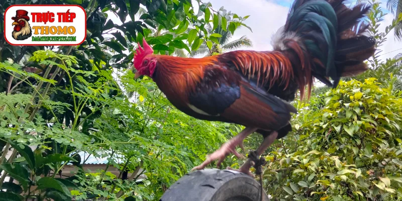 Tuyệt chiêu tập luyện tăng cơ đùi chuẩn xác