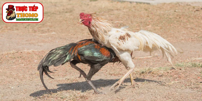 Vùng cơ ngực nở nang săn chắc đáng để chọn