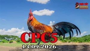 Xem Clip đá gà thomo CPC5 Hôm Nay 13092026 Full HD